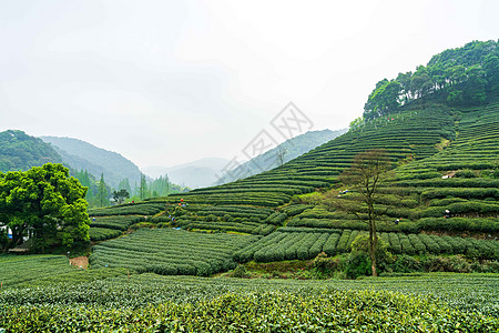 绿色茶山茶园背景