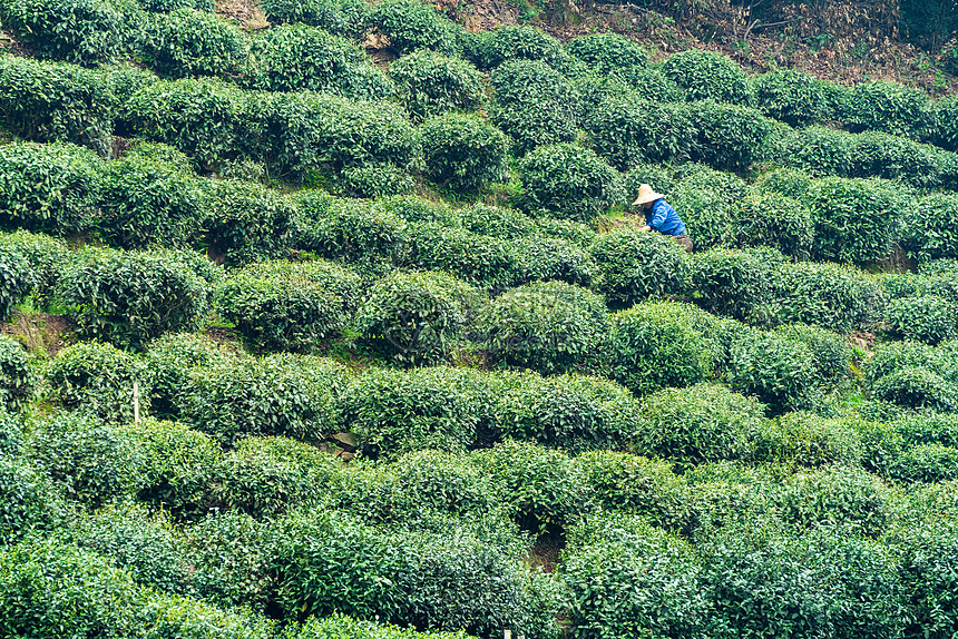 绿色茶山茶园图片