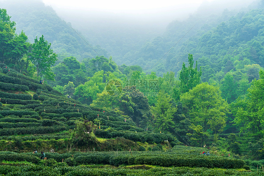 绿色茶山茶园图片