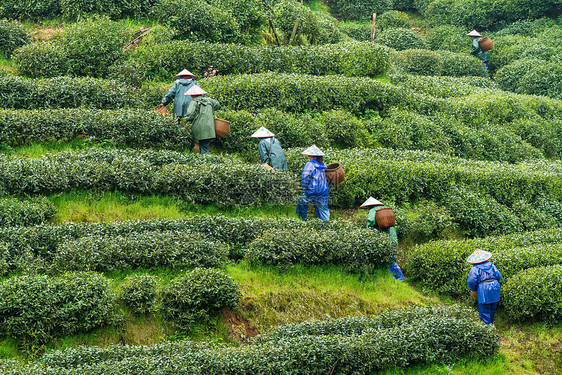 绿色茶山茶园图片