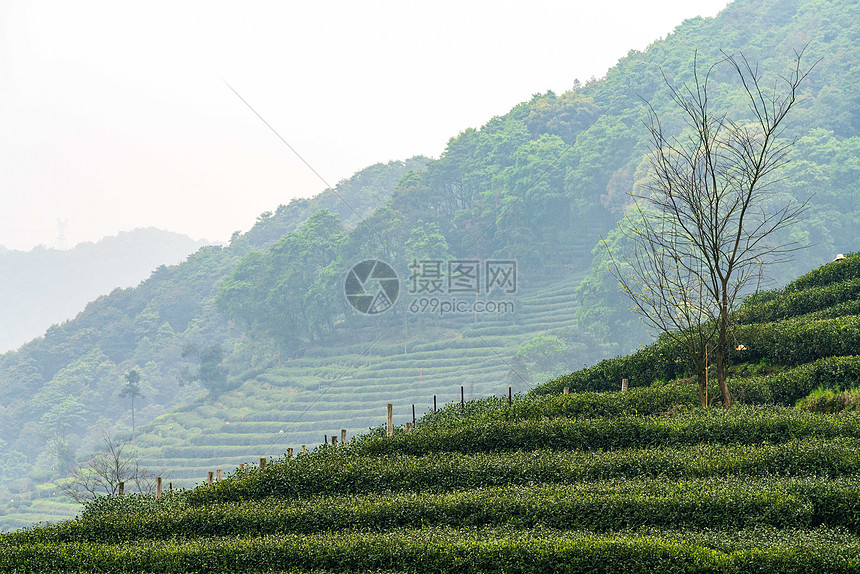 绿色茶山茶园图片