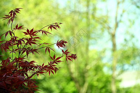 枫叶背景图片