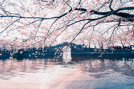 樱花树下孤独无锡 鼋头渚樱花背景