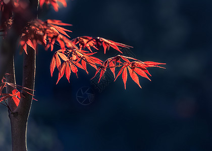 阳光下的红色枫叶背景图片