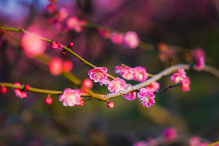 梅花红梅梅园高清图片