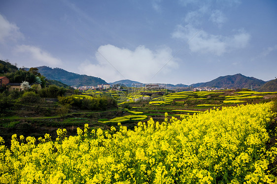 油菜花图片