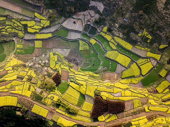 油菜花梯田图片