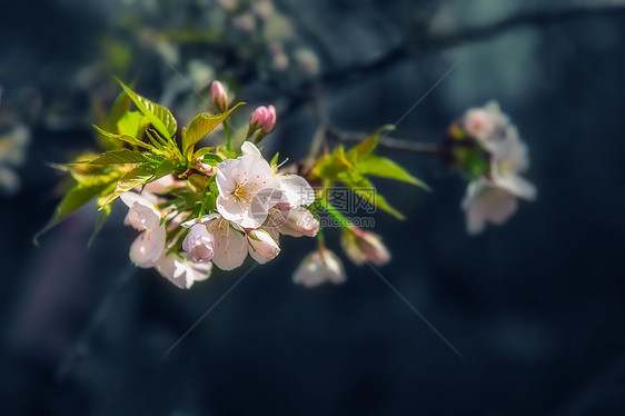 浪漫的粉色樱花图片