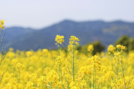 油菜花图片