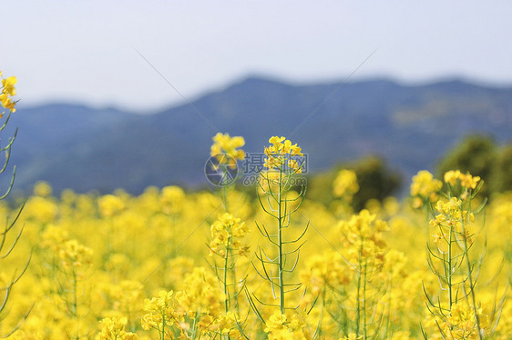 油菜花图片