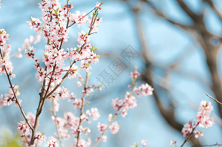 三里河春天花卉蓝天桃花图片