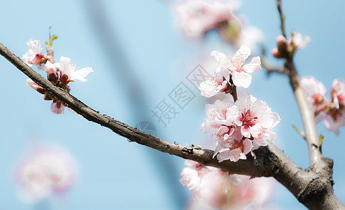 三里河春天花卉蓝天桃花背景图片