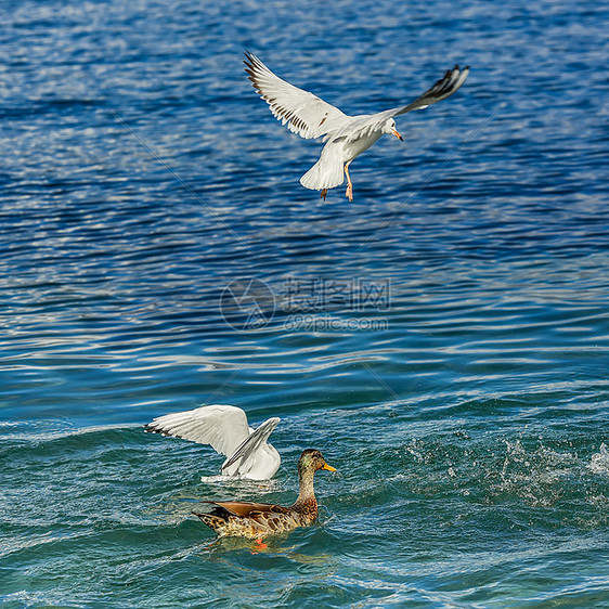 水上嬉戏的鸭子和海鸥图片
