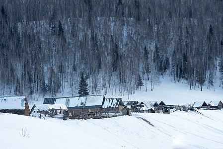 森林木屋新疆禾木村冬季雪景美景背景