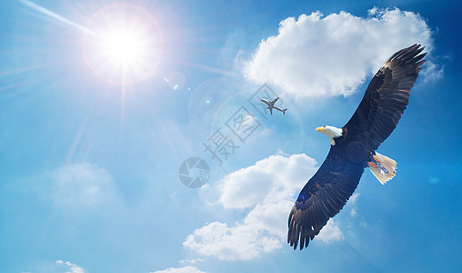 翱翔的老鹰翱翔蓝天高清图片