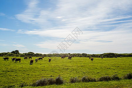 新西兰奶牛新西兰风景背景