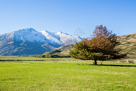 绿色水墨山水新西兰风光背景