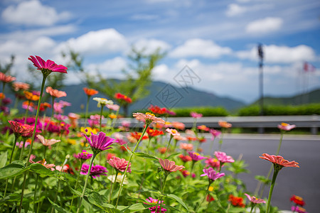 路边花开背景图片