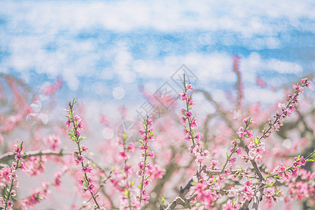 粉色海洋桃花盛开背景