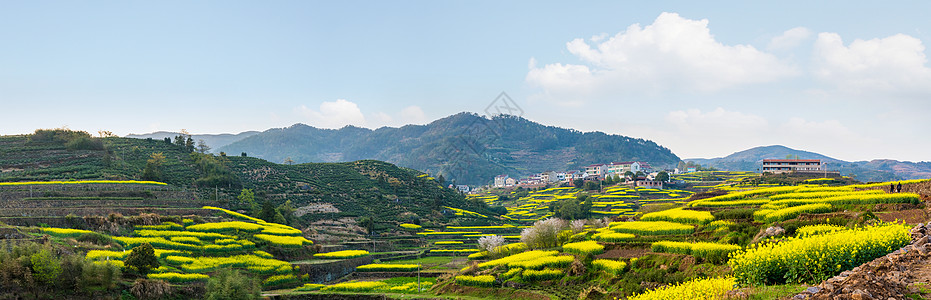 呼伦贝尔油菜花开满油菜花的山村背景