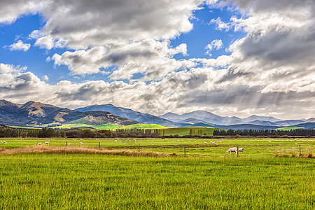 新西兰农场蓝天白云下的新西兰牧场风光背景