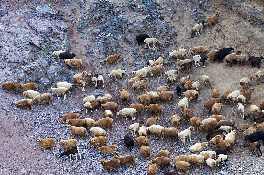 新疆戈壁羊群图片