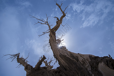 新疆塔克拉玛干沙漠胡杨背景图片