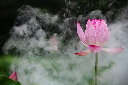 烟雾下的荷花背景图片