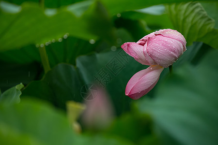 夏天的雨荷花背景