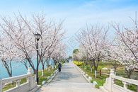 苏州独墅湖春季风光图片