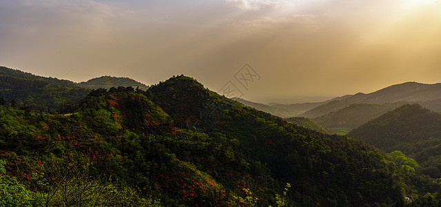 武汉云雾山杜鹃花风光背景图片