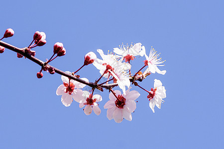 樱花背景图片