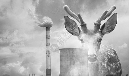 动物照片大气污染设计图片