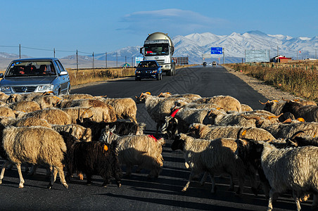 青藏公路羊群走过图片