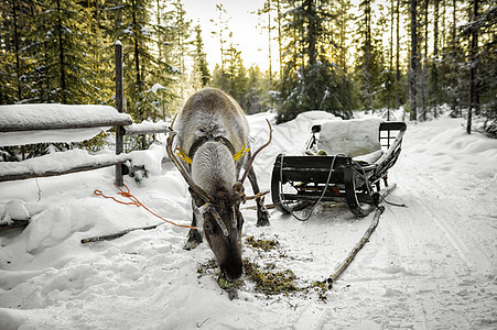 芬兰洛瓦涅米麋鹿拉雪橇背景图片