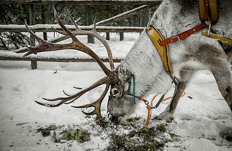 芬兰洛瓦涅米麋鹿拉雪橇图片