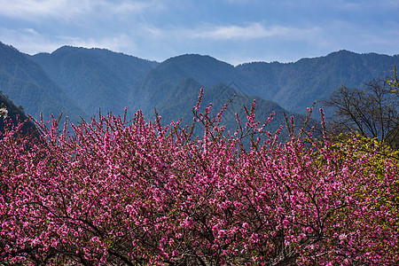 桃花远山背景图片