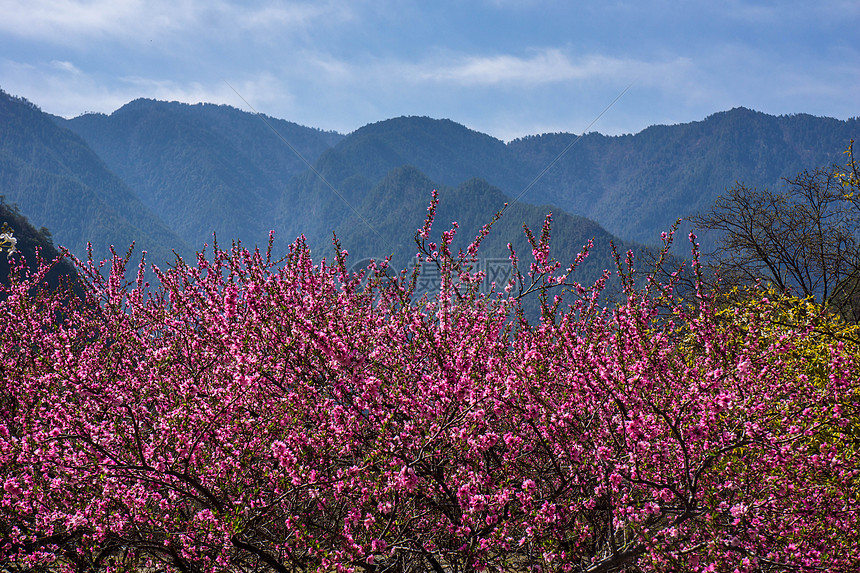 桃花远山图片