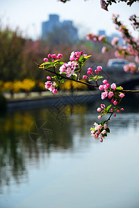 花卉图片