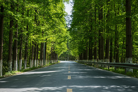 夏天马路夏天树林间的公路背景