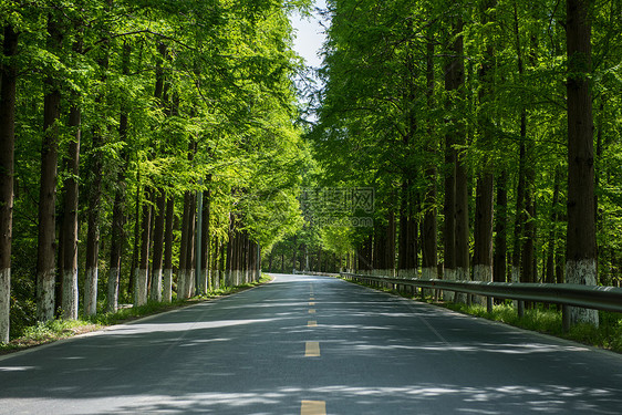 夏天树林间的公路图片