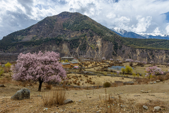 西藏林芝桃花图片