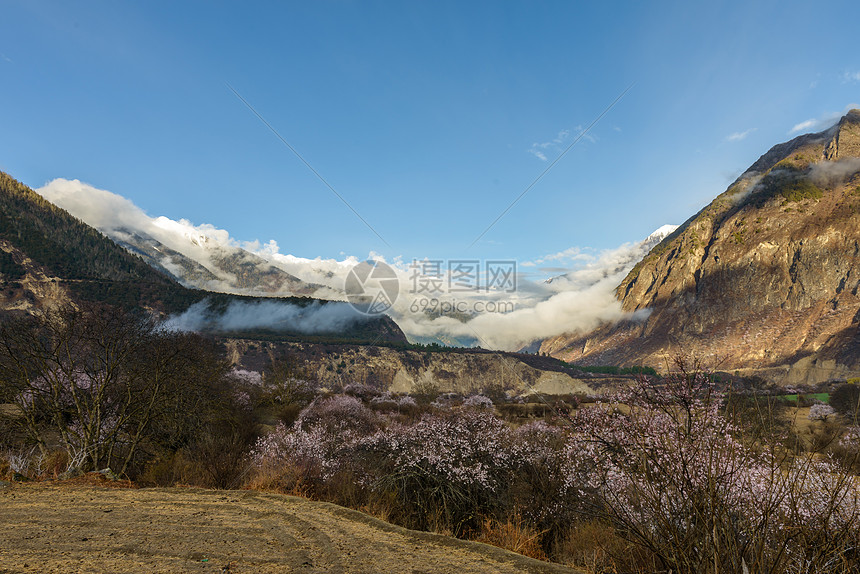 西藏林芝桃花图片