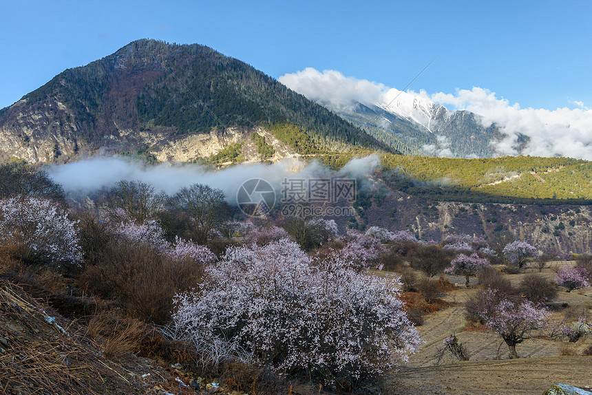 西藏林芝桃花图片