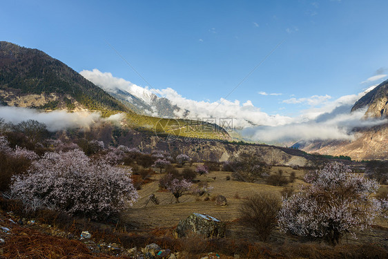 西藏林芝桃花图片