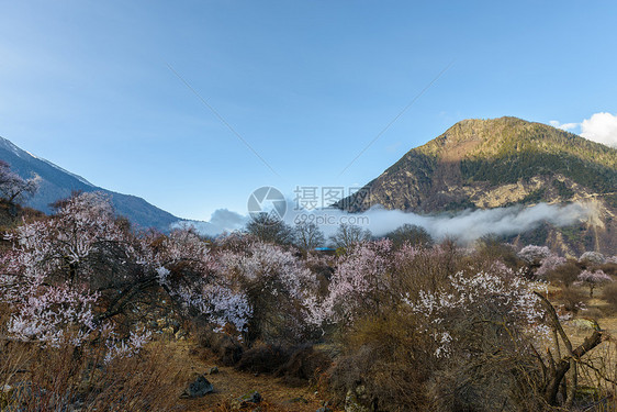 西藏林芝桃花图片