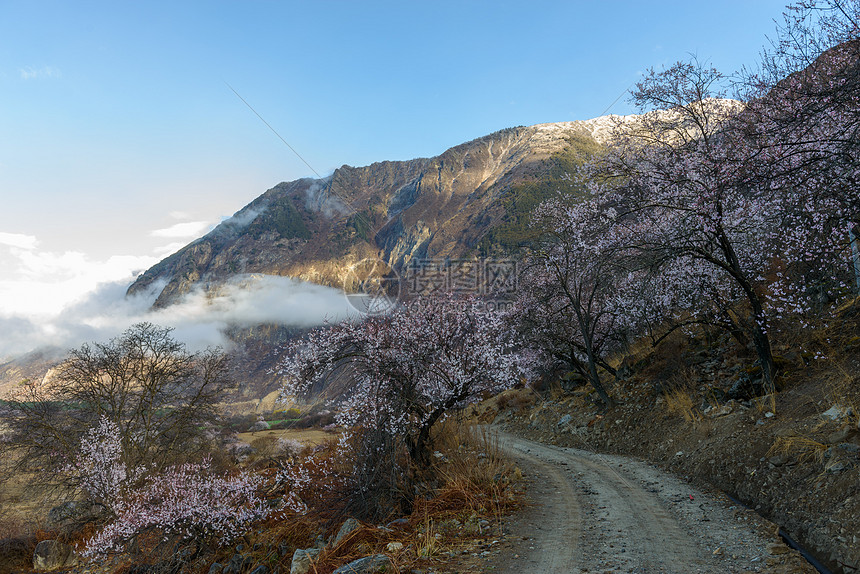 西藏林芝桃花图片