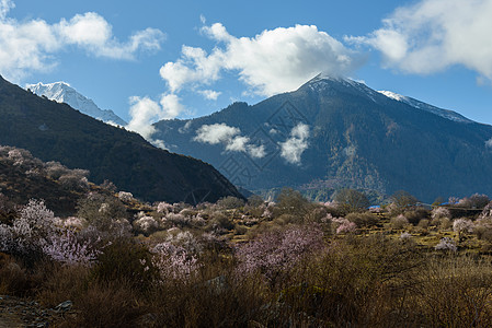 西藏林芝桃花图片