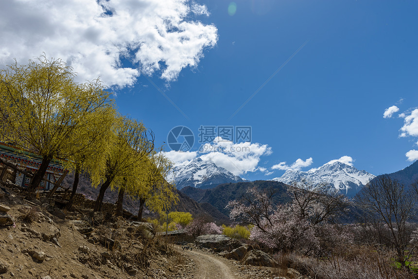 西藏林芝桃花图片