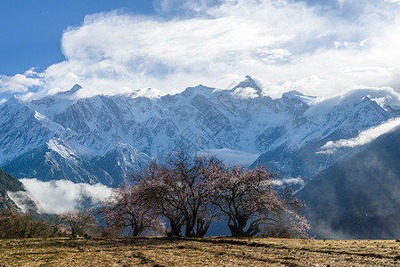 十里桃花林芝桃花背景